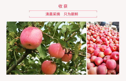 山東煙臺棲霞紅富士 當季新鮮多汁，糖心甜脆團購批發一箱包郵