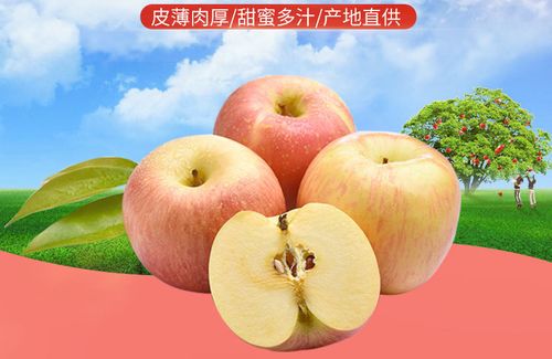 山西高原紅富士 探秘脆甜冰糖心蘋果的獨特魅力與批發優勢