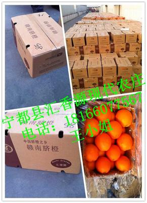 秋冬之選 贛南臍橙如何兼顧滋味與品質(zhì)？